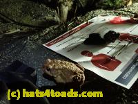 /home//u458753944/public_html/sourcegallery//Roxborough Toad Detour/2020/2020-03-20/P3200381.JPG